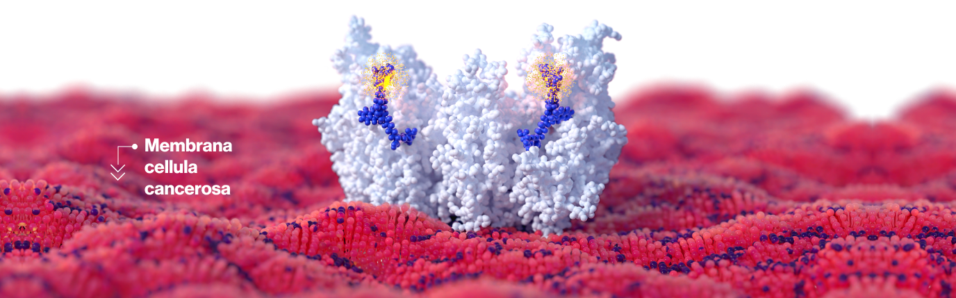 IT_membrane_L