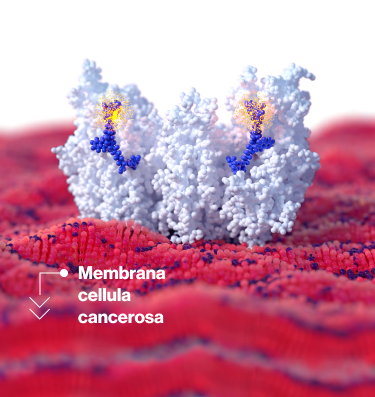 IT_membrane_S