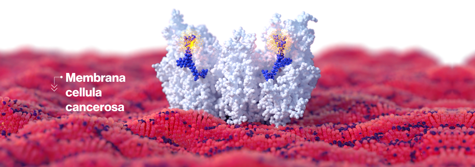 IT_membrane_XL